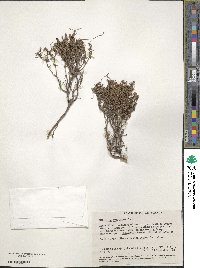 Image of Hibbertia gracilipes