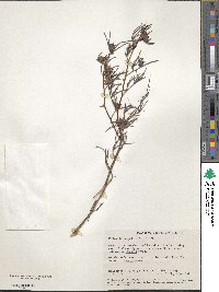 Hibbertia huegelii image