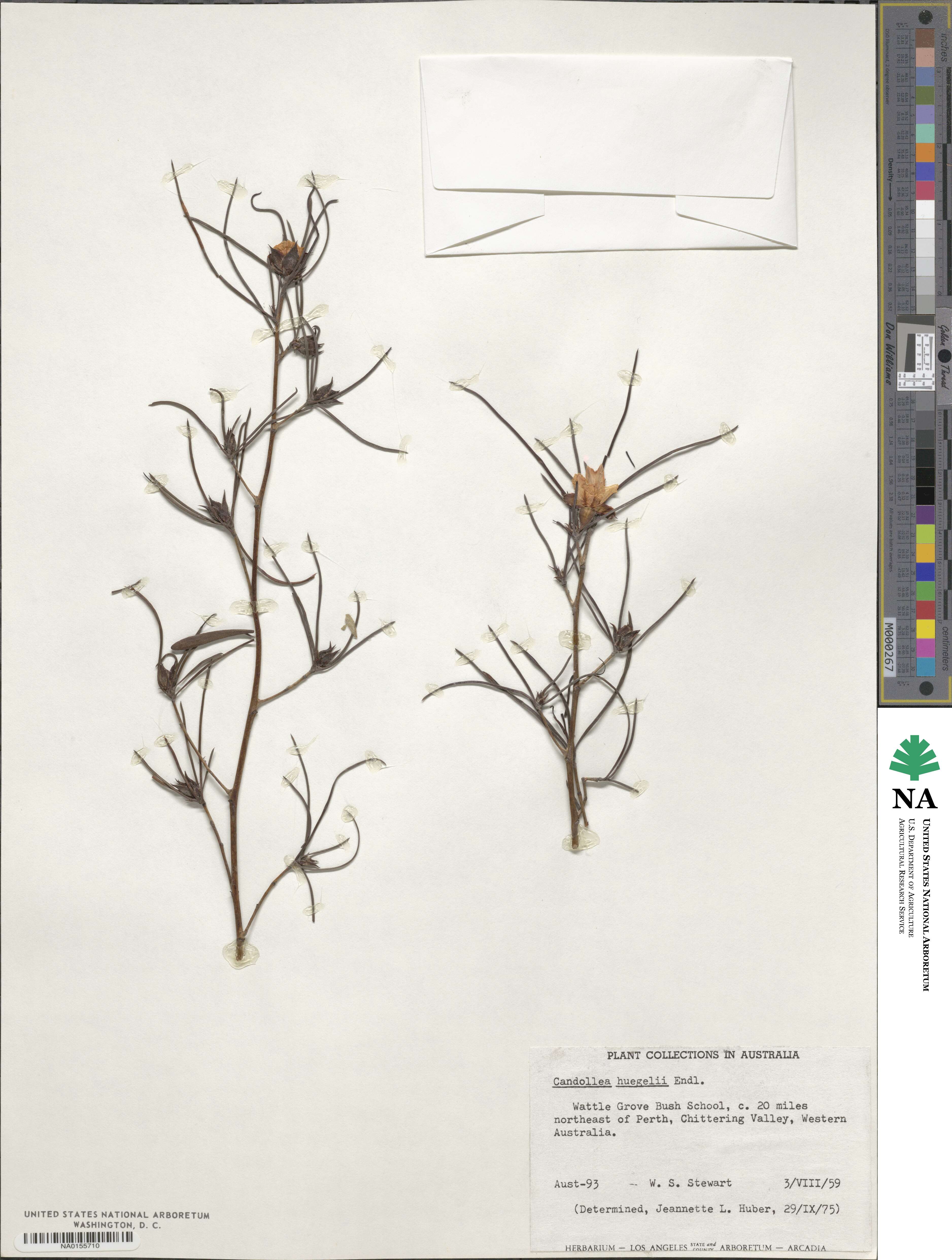 Hibbertia huegelii image