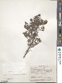 Hibbertia hypericoides image