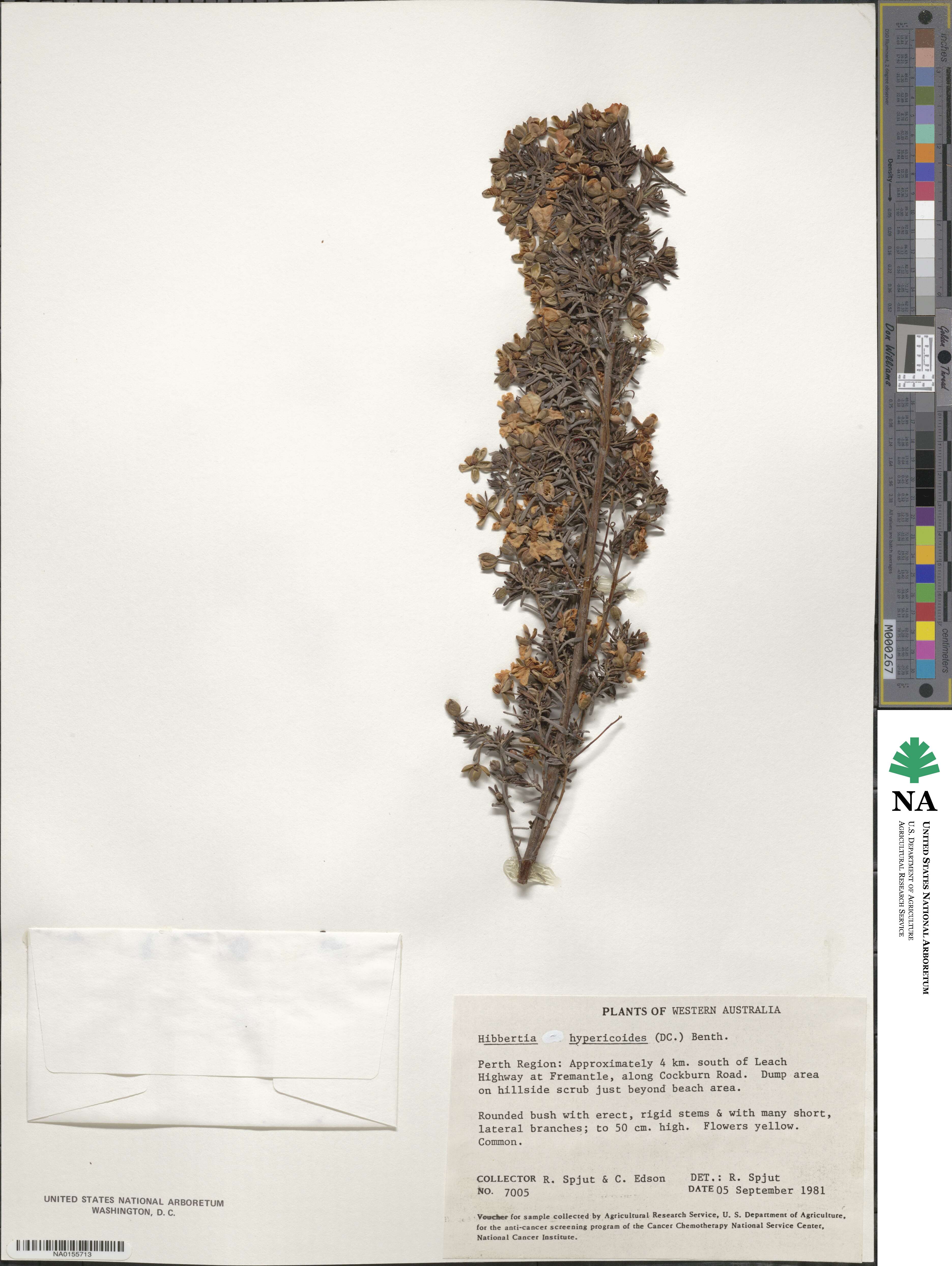 Hibbertia hypericoides image