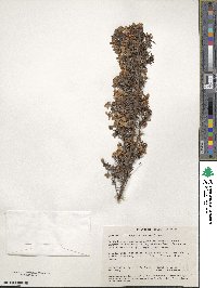 Hibbertia hypericoides image