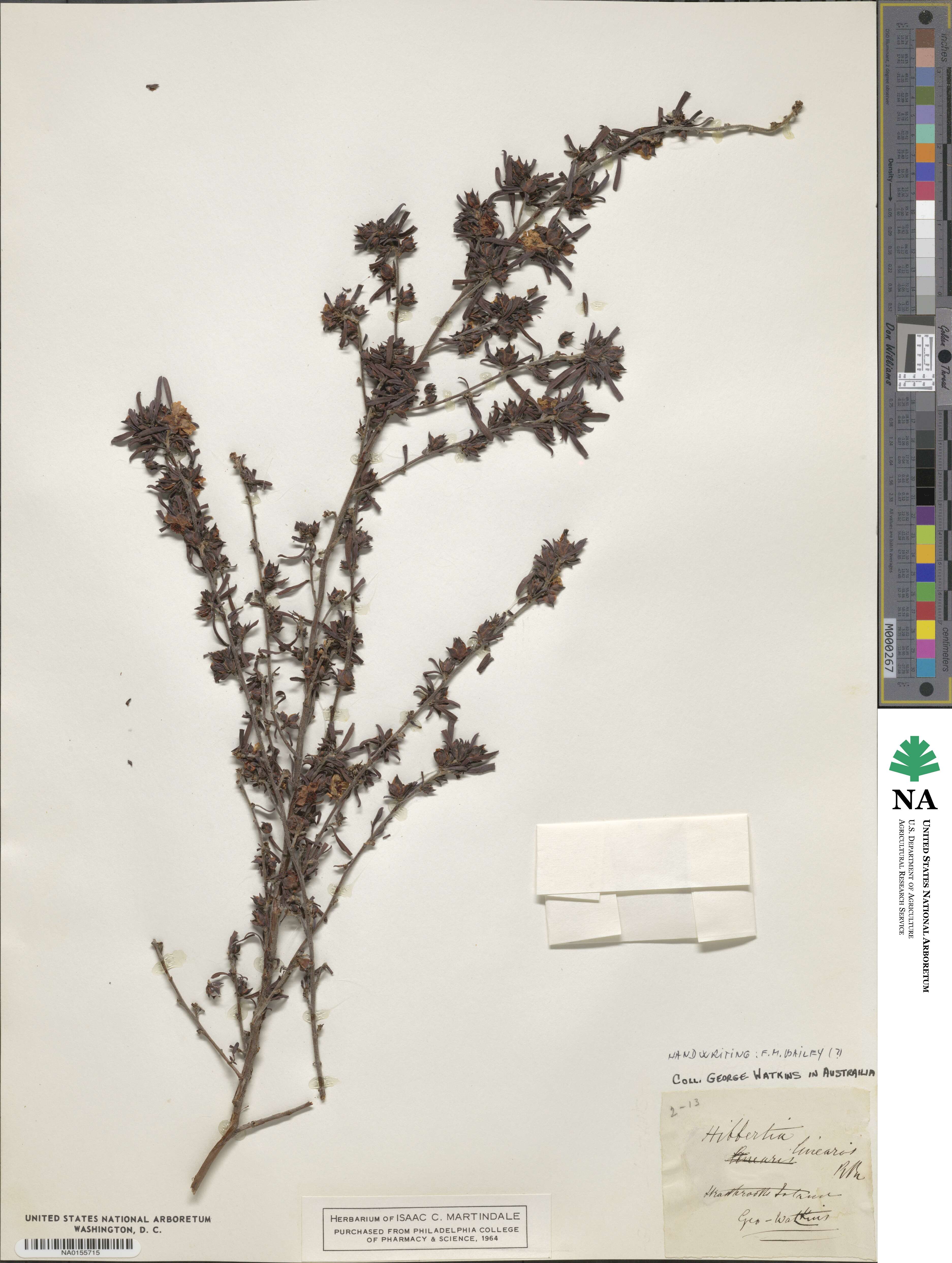 Hibbertia linearis image