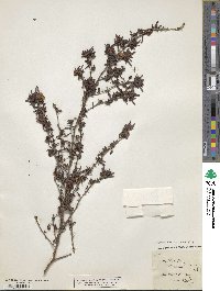 Image of Hibbertia linearis