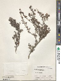 Image of Hibbertia incana