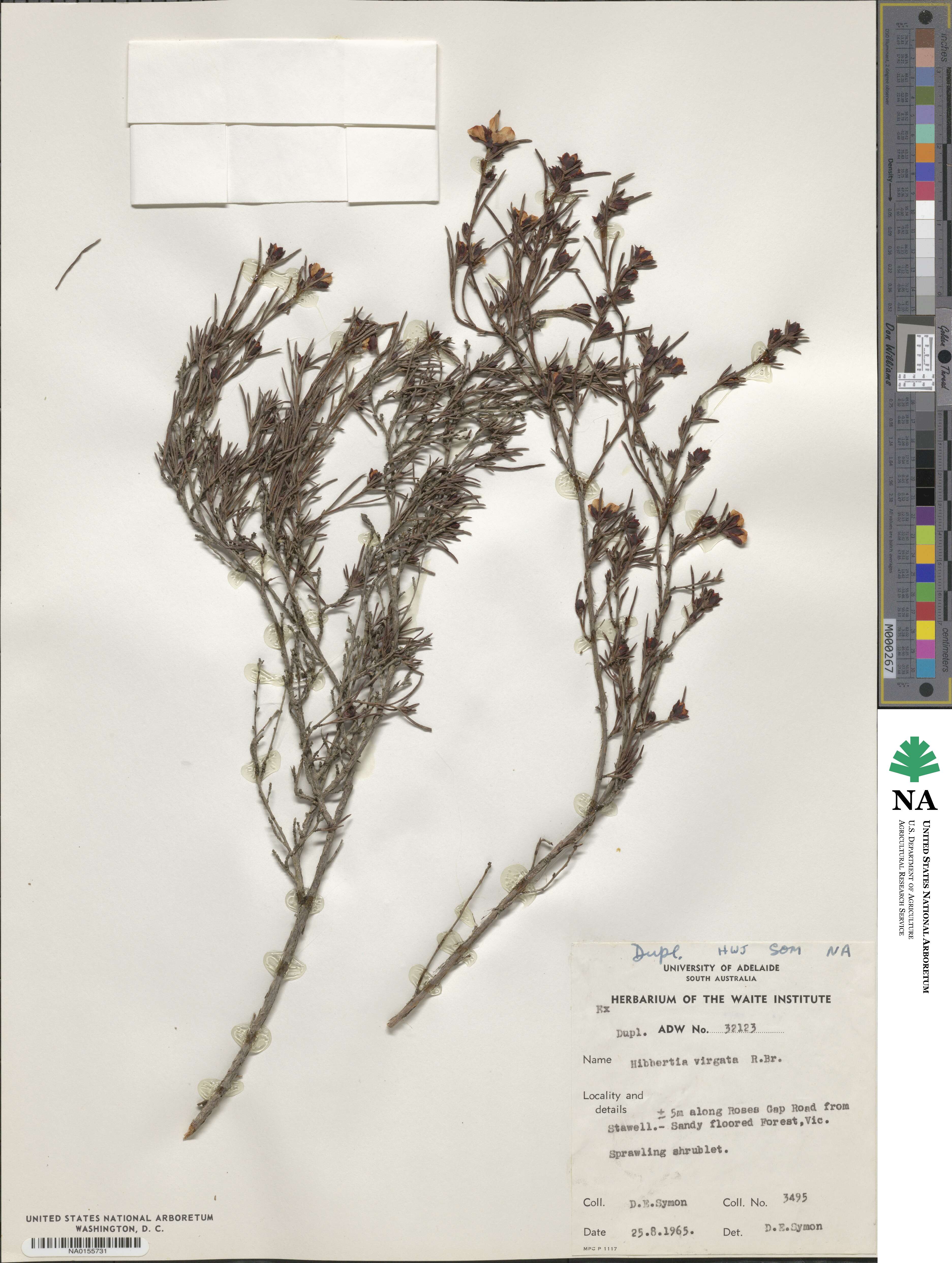 Hibbertia virgata image