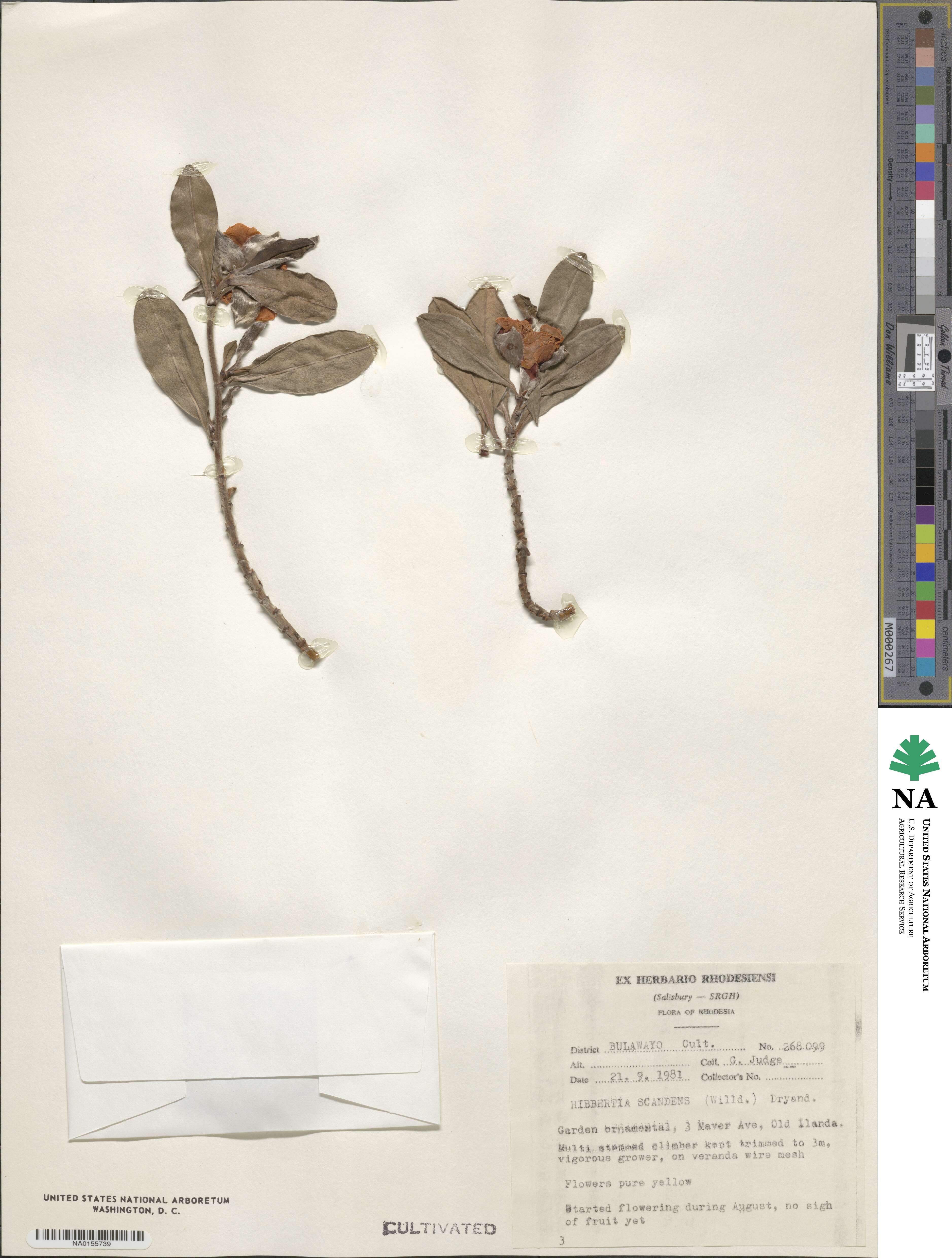Hibbertia scandens image