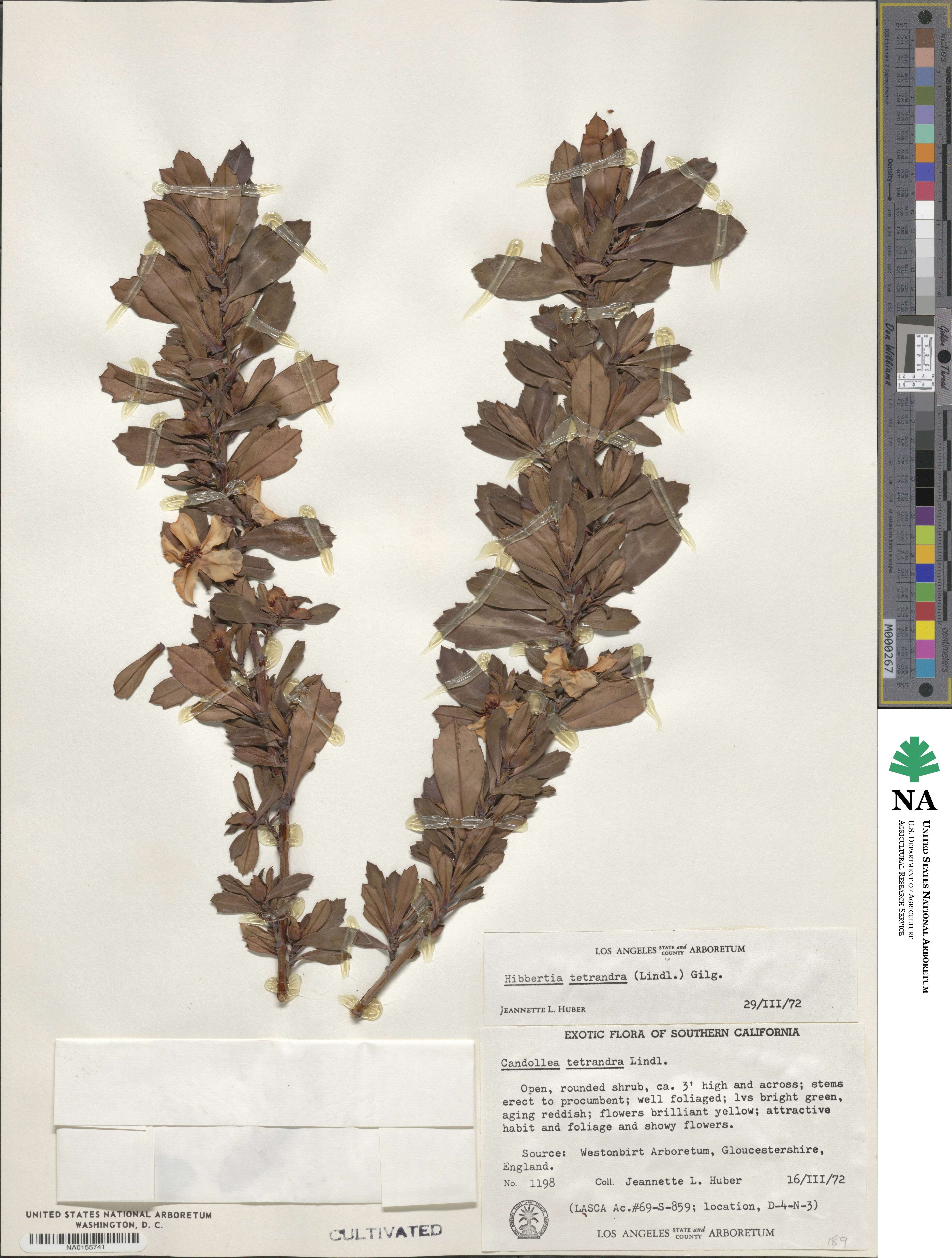 Hibbertia cuneiformis image