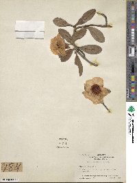 Hibbertia scandens image