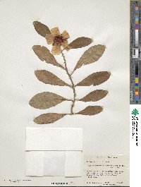 Hibbertia scandens image