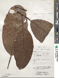 Dillenia alata image