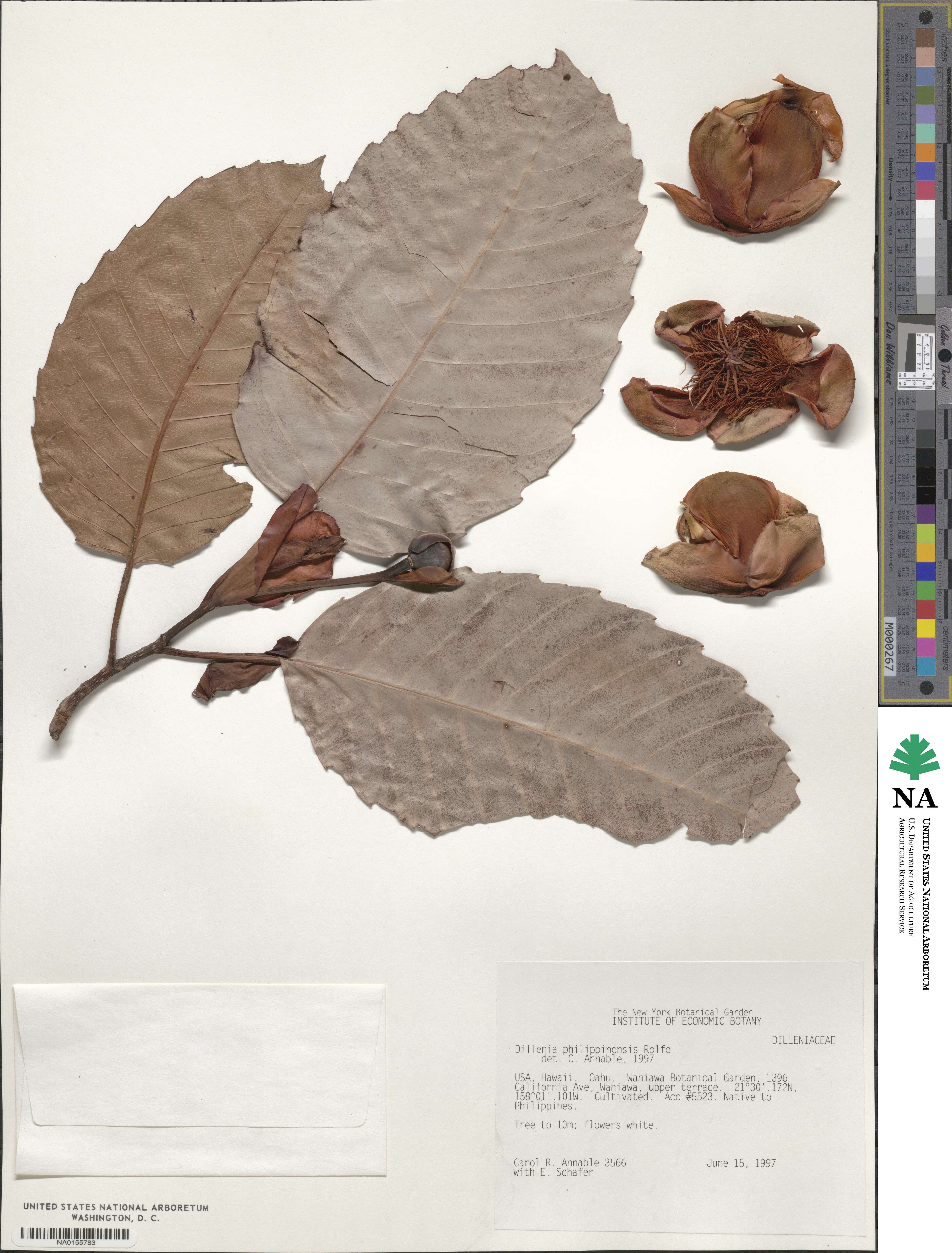 Dillenia philippinensis image