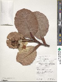 Dillenia suffruticosa image