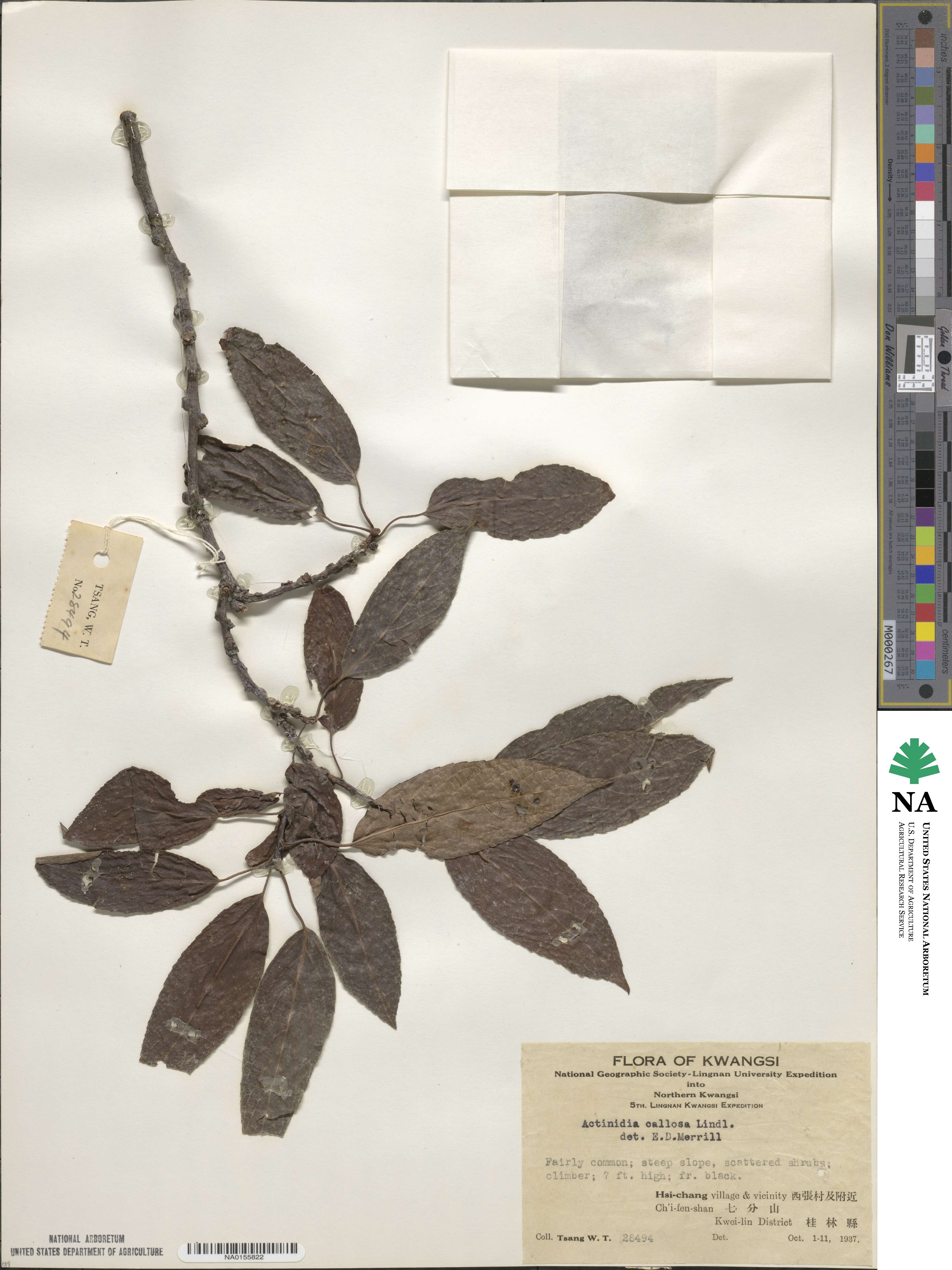 Actinidia callosa image