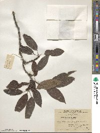 Actinidia callosa image