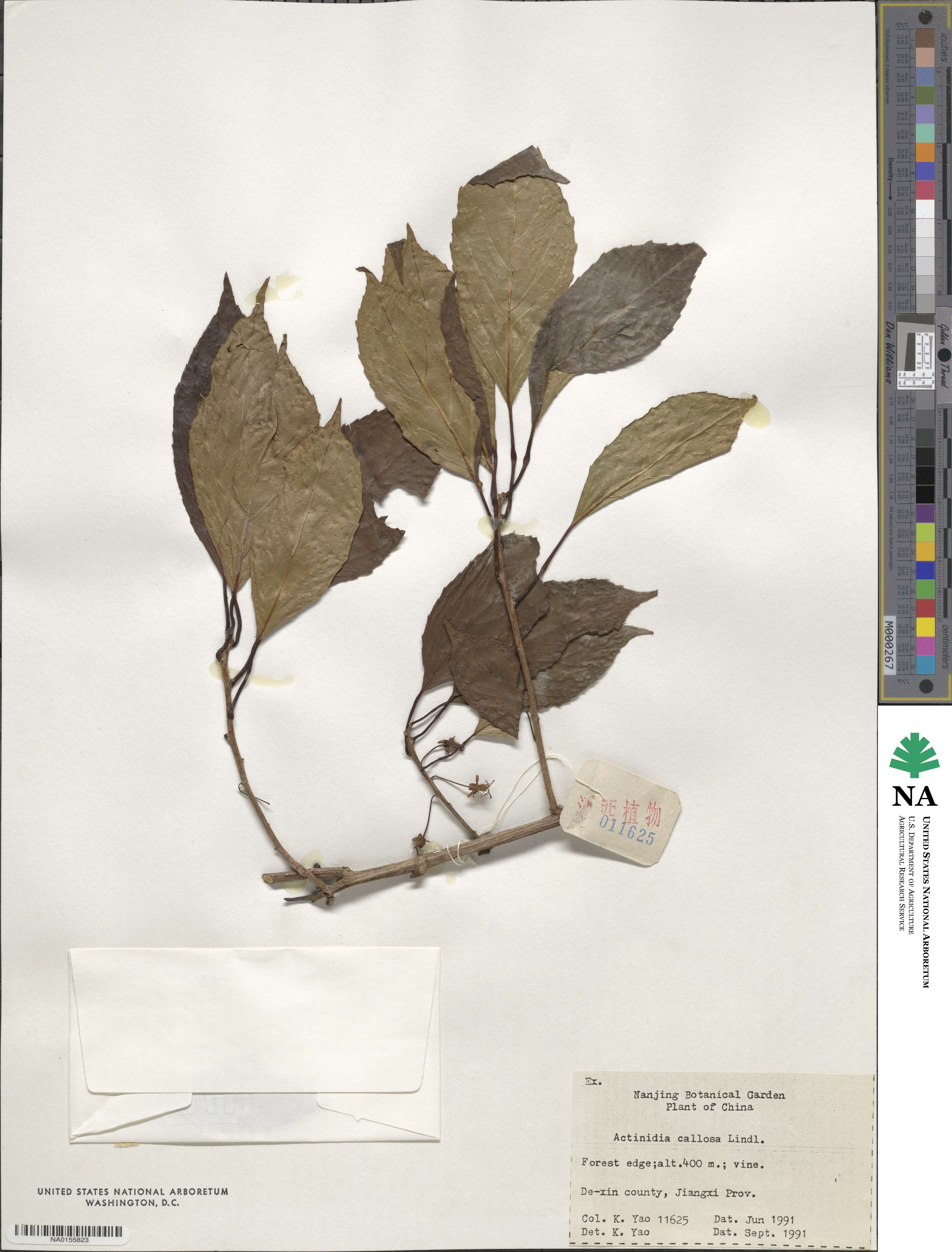 Actinidia callosa image