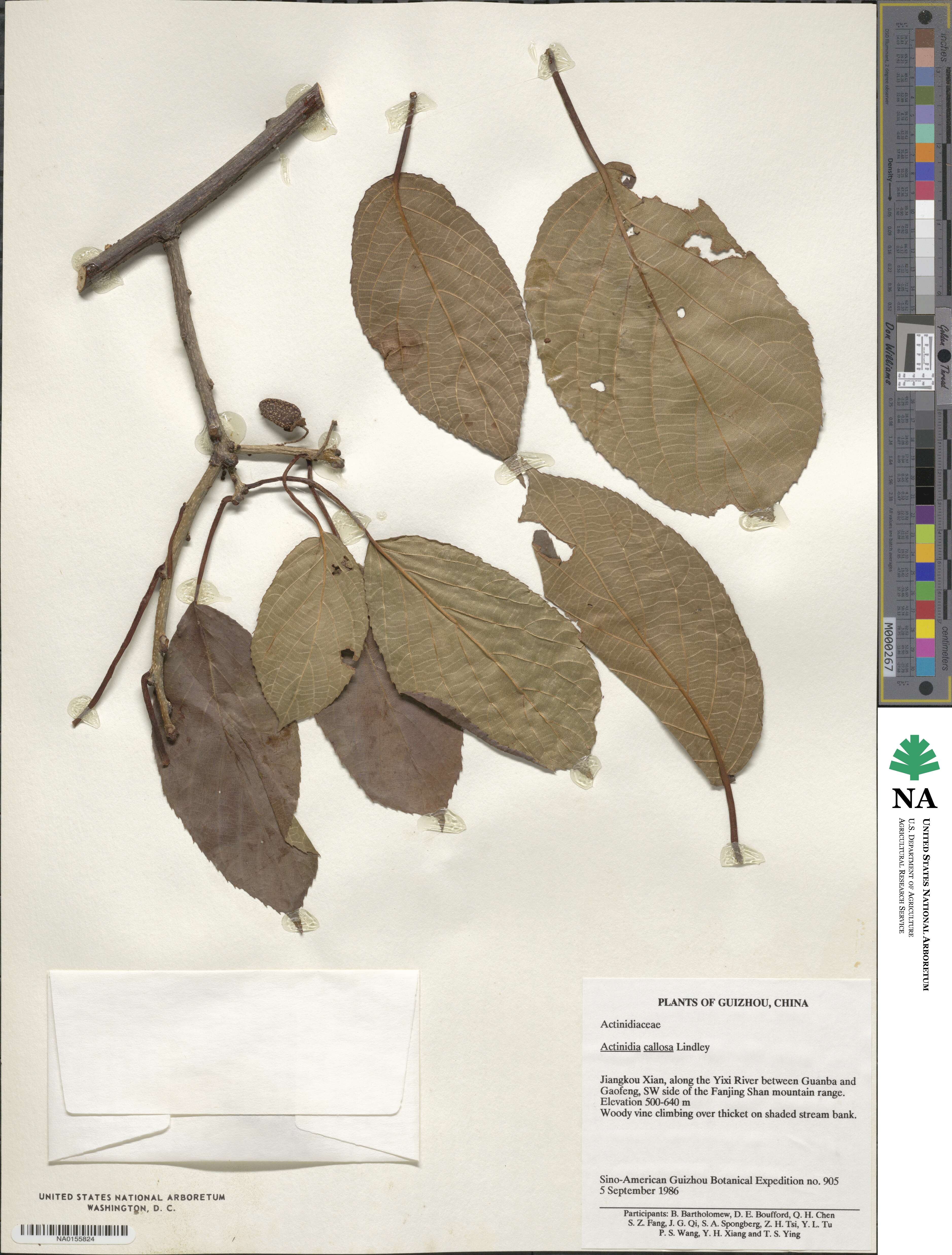 Actinidia callosa image