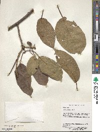 Actinidia callosa image