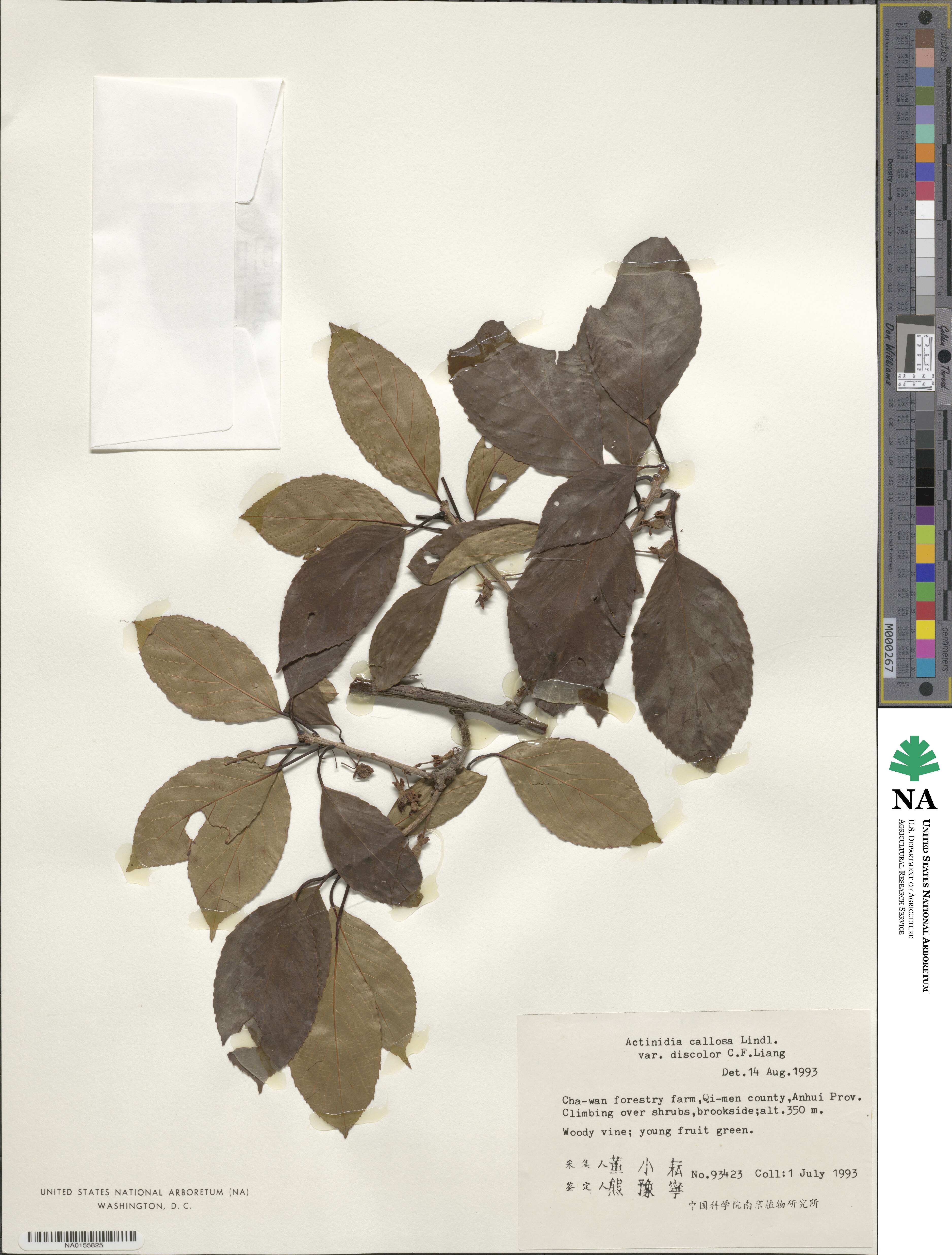 Actinidia callosa var. discolor image