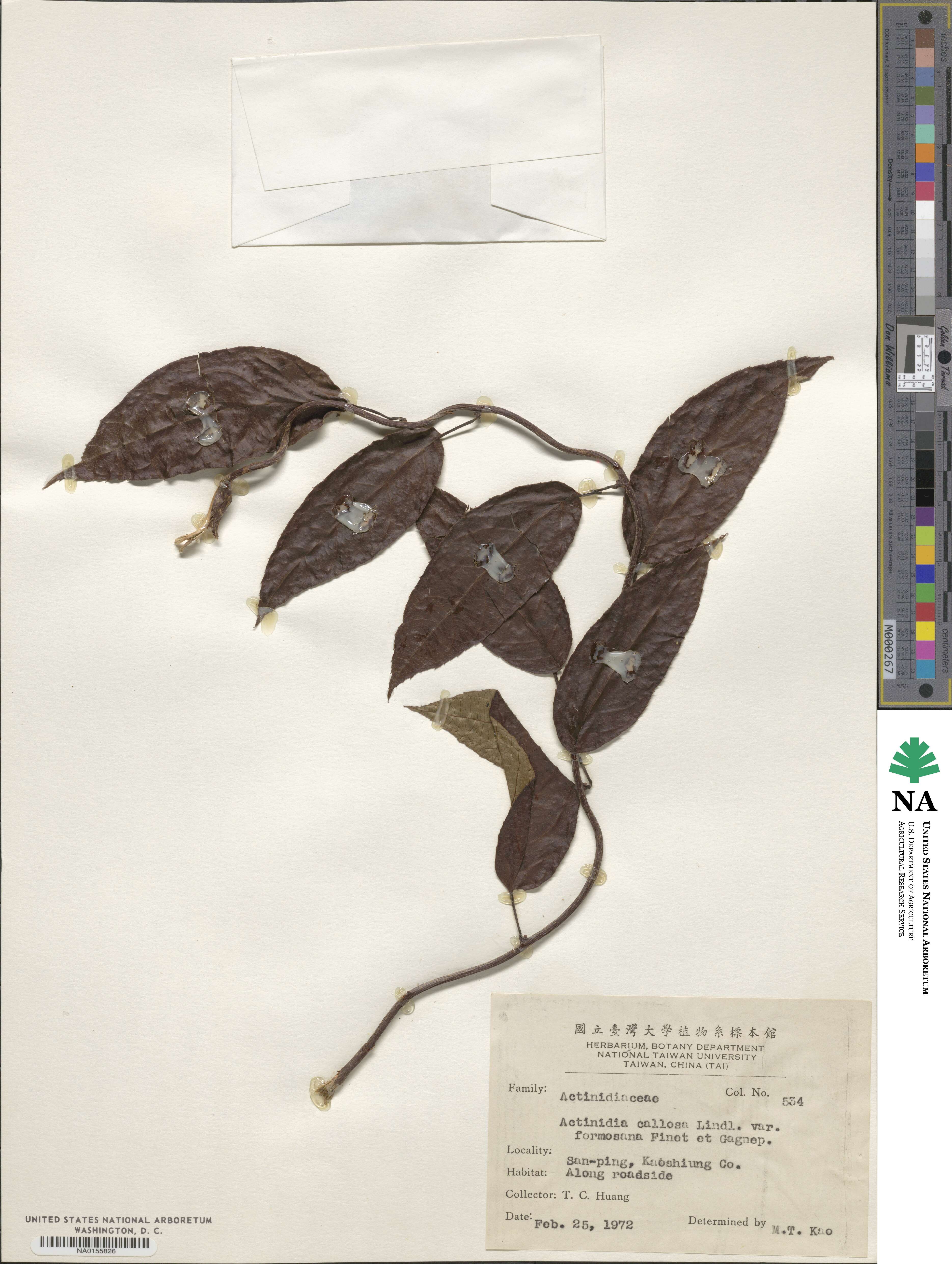 Actinidia callosa image