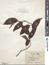 Actinidia callosa image