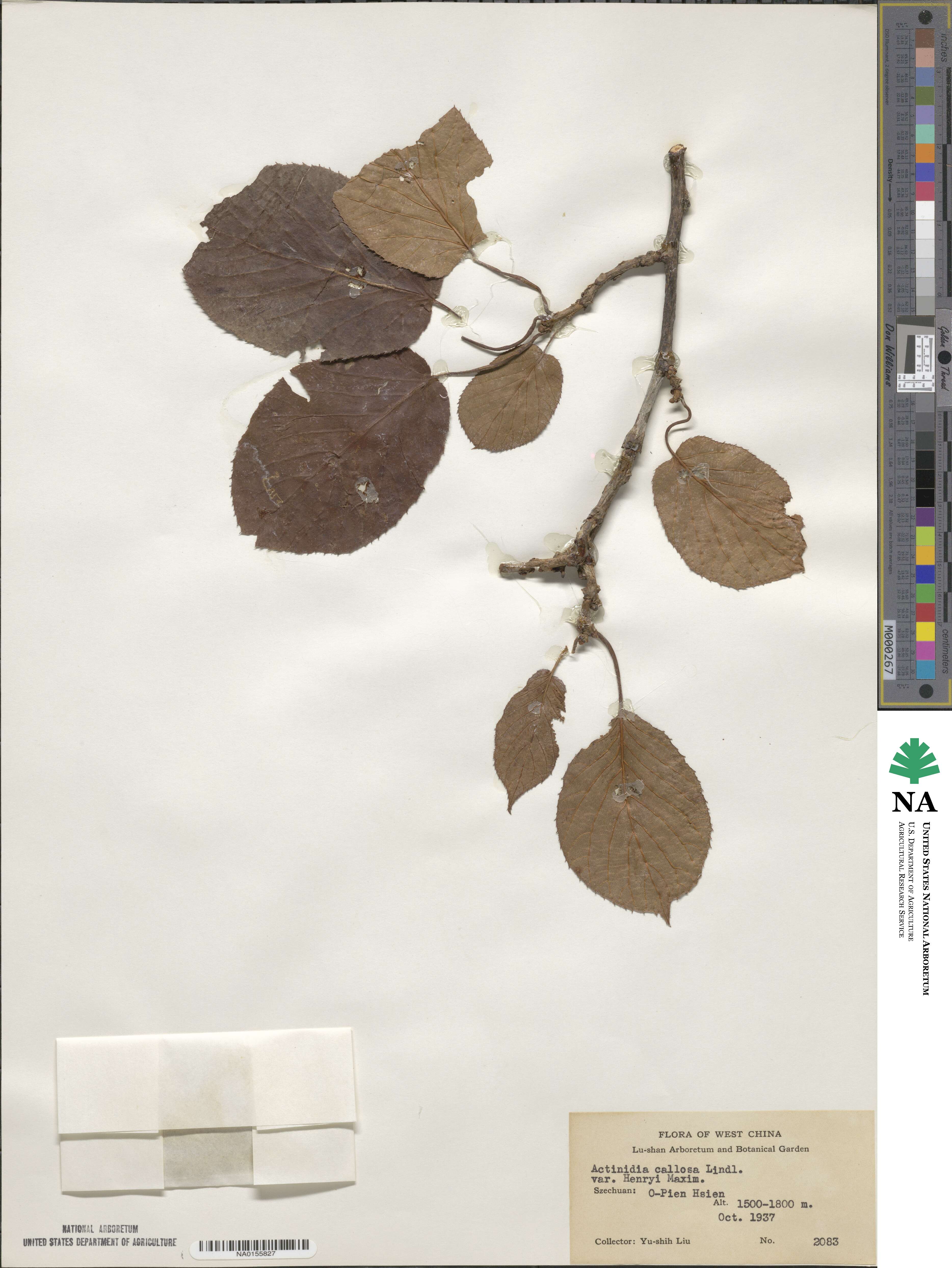 Actinidia callosa image