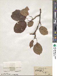 Actinidia callosa image