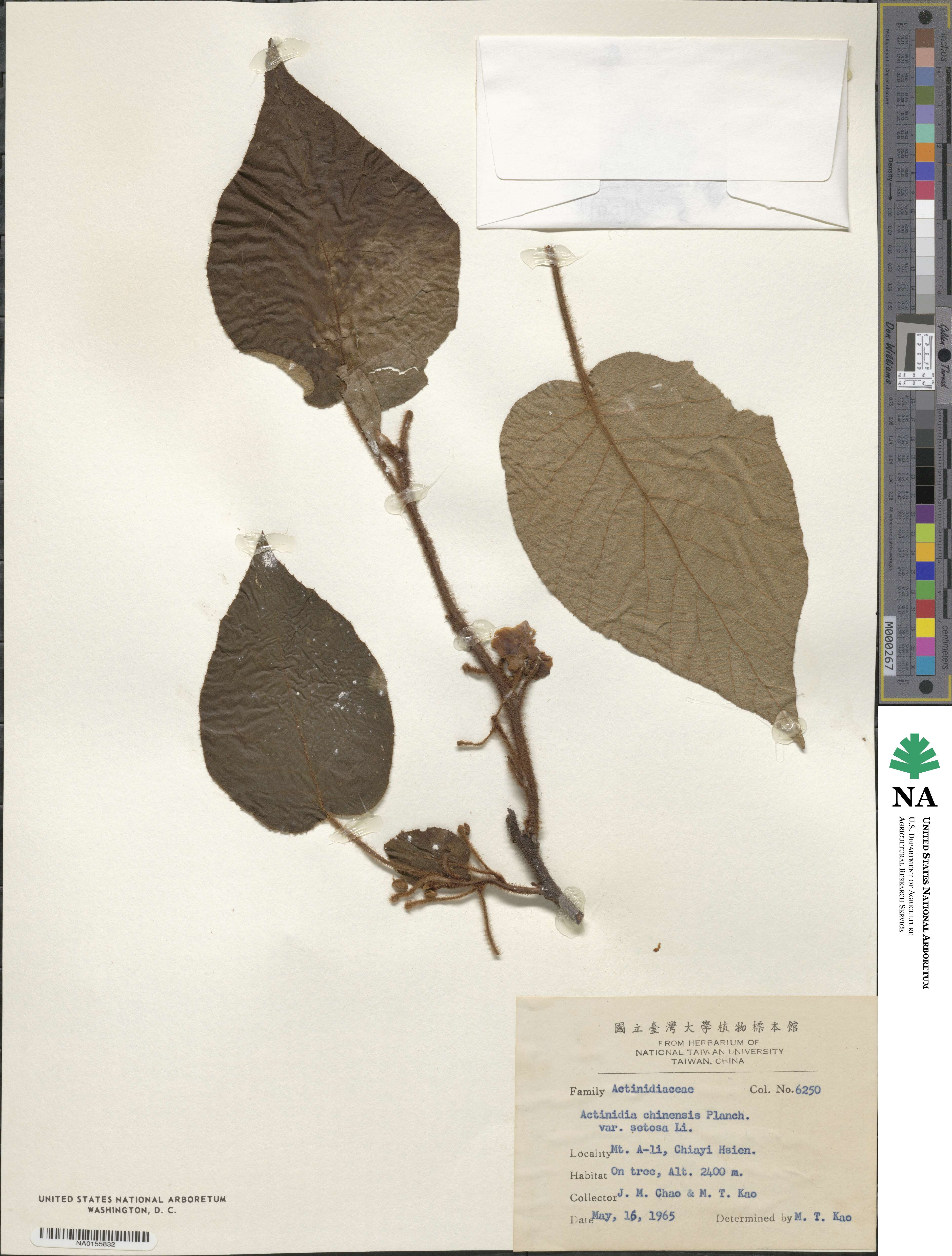 Actinidia chinensis var. setosa image