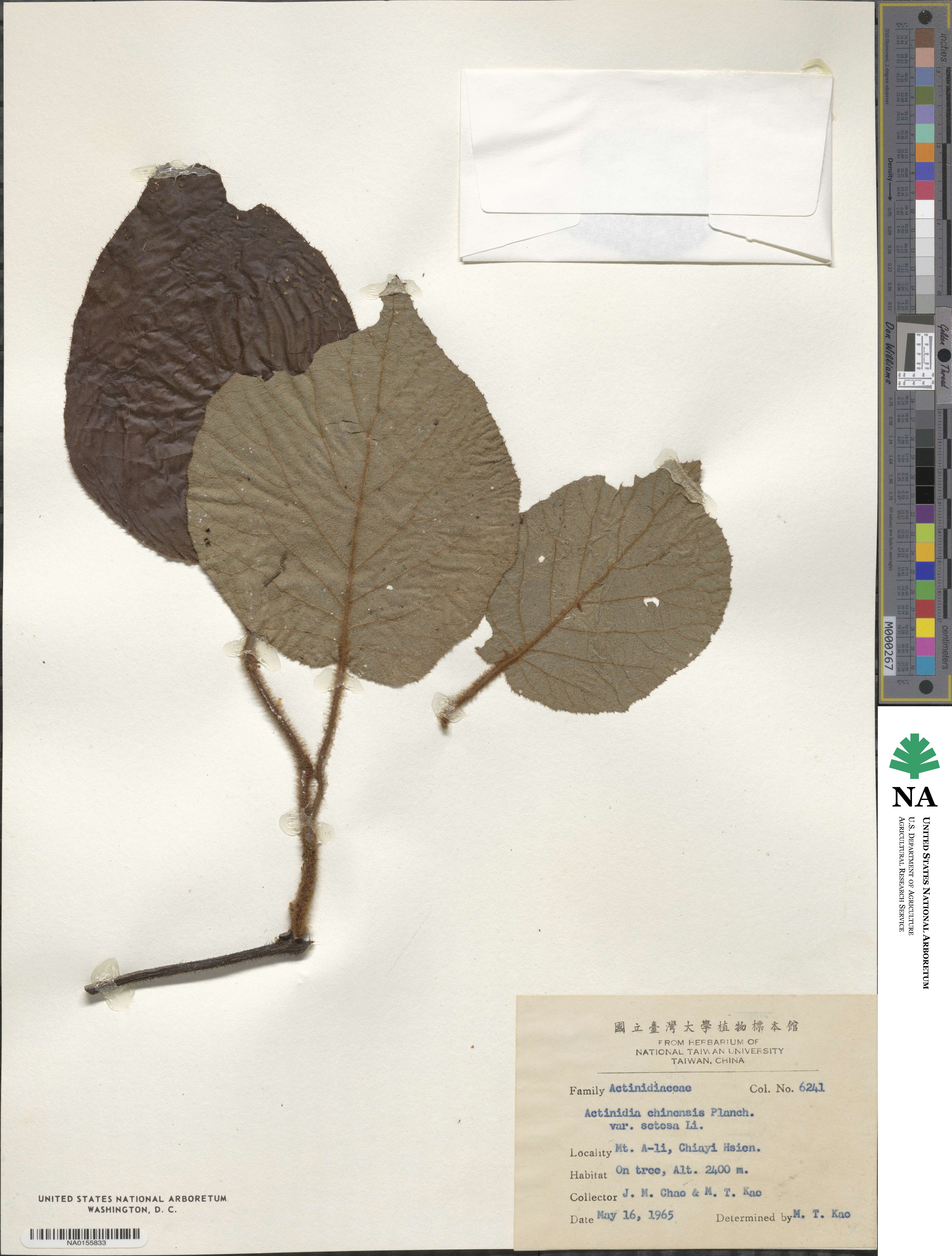 Actinidia chinensis image