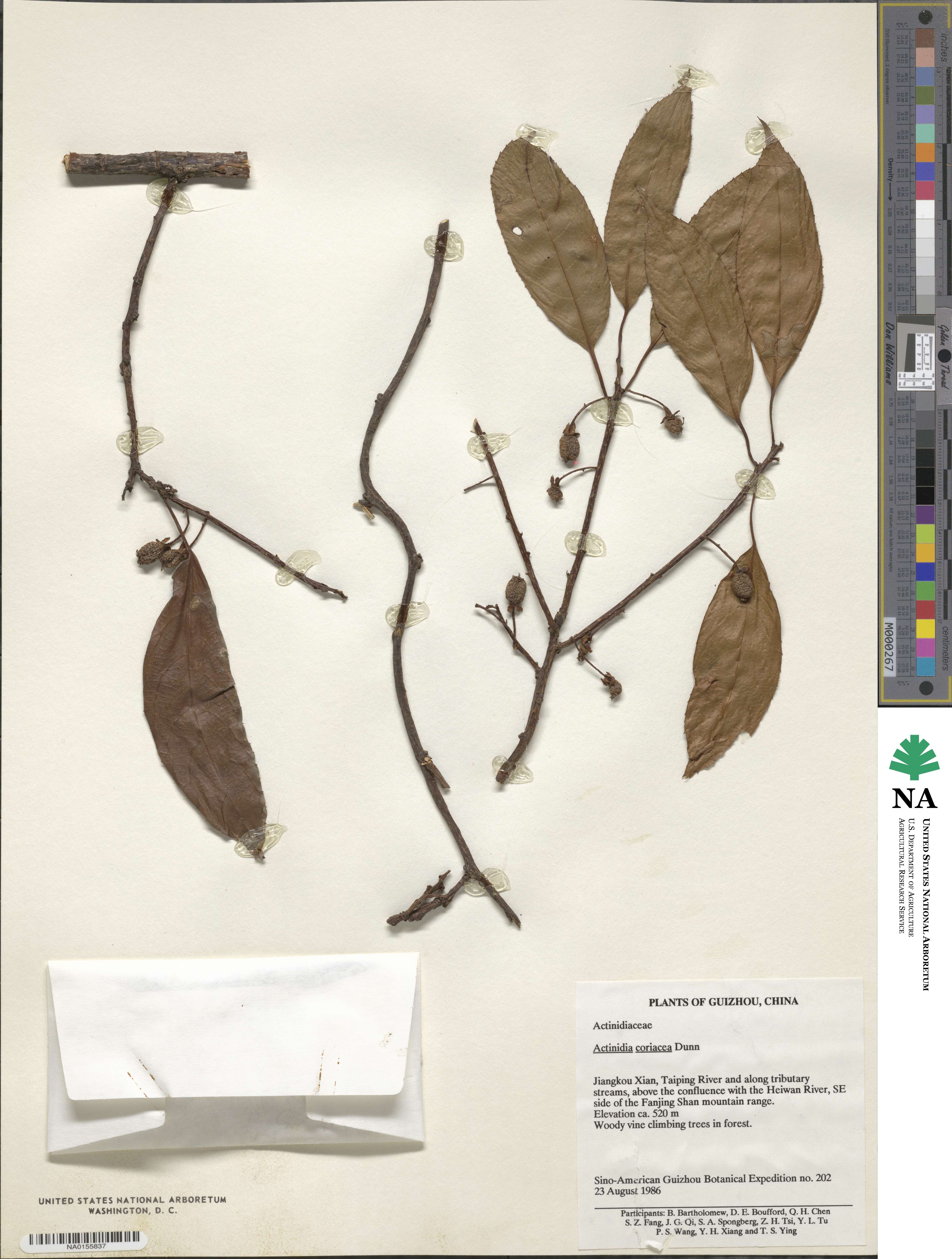 Actinidia rubricaulis image