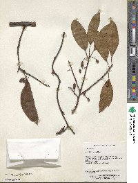 Actinidia rubricaulis image