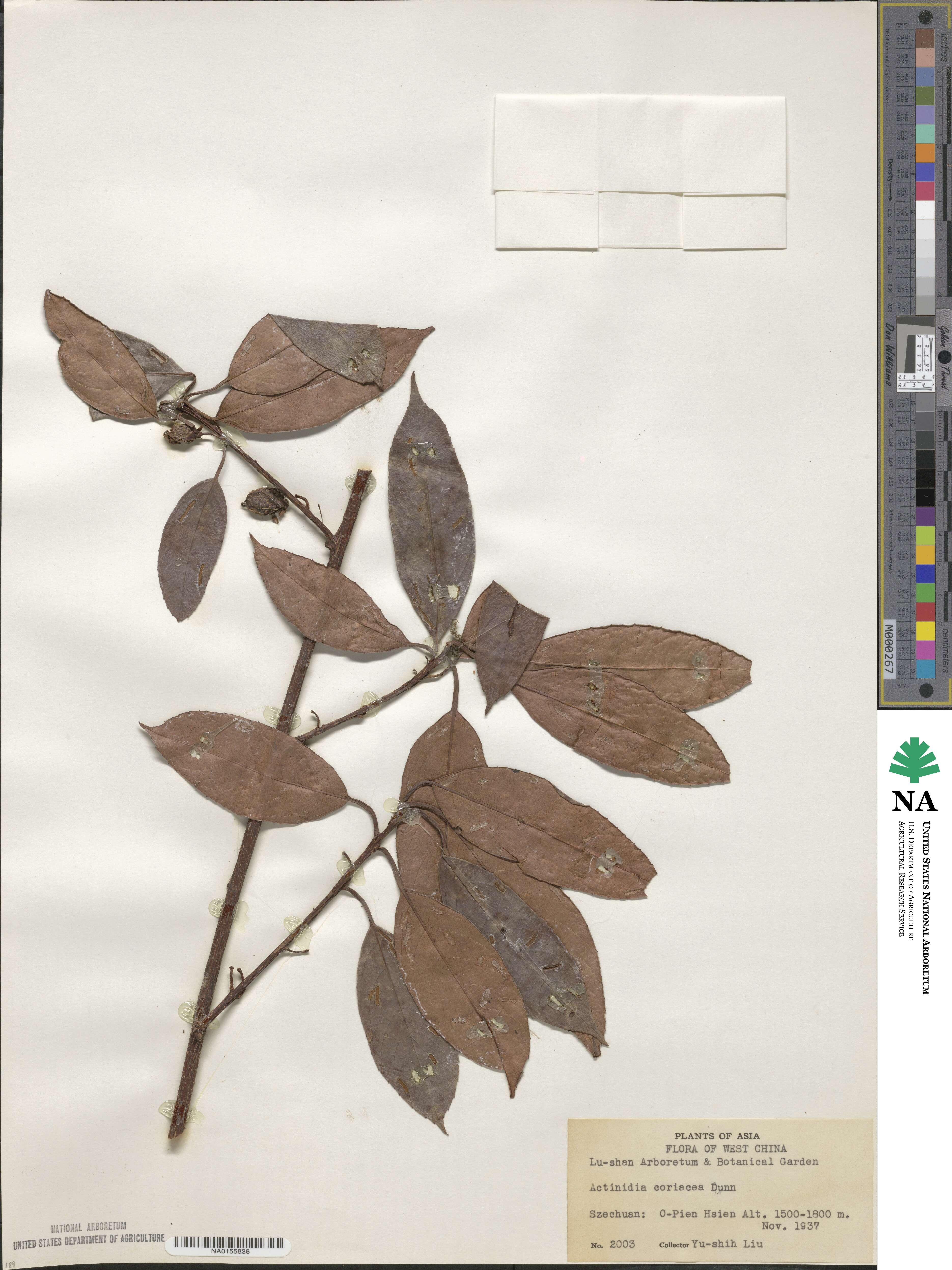 Actinidia rubricaulis image