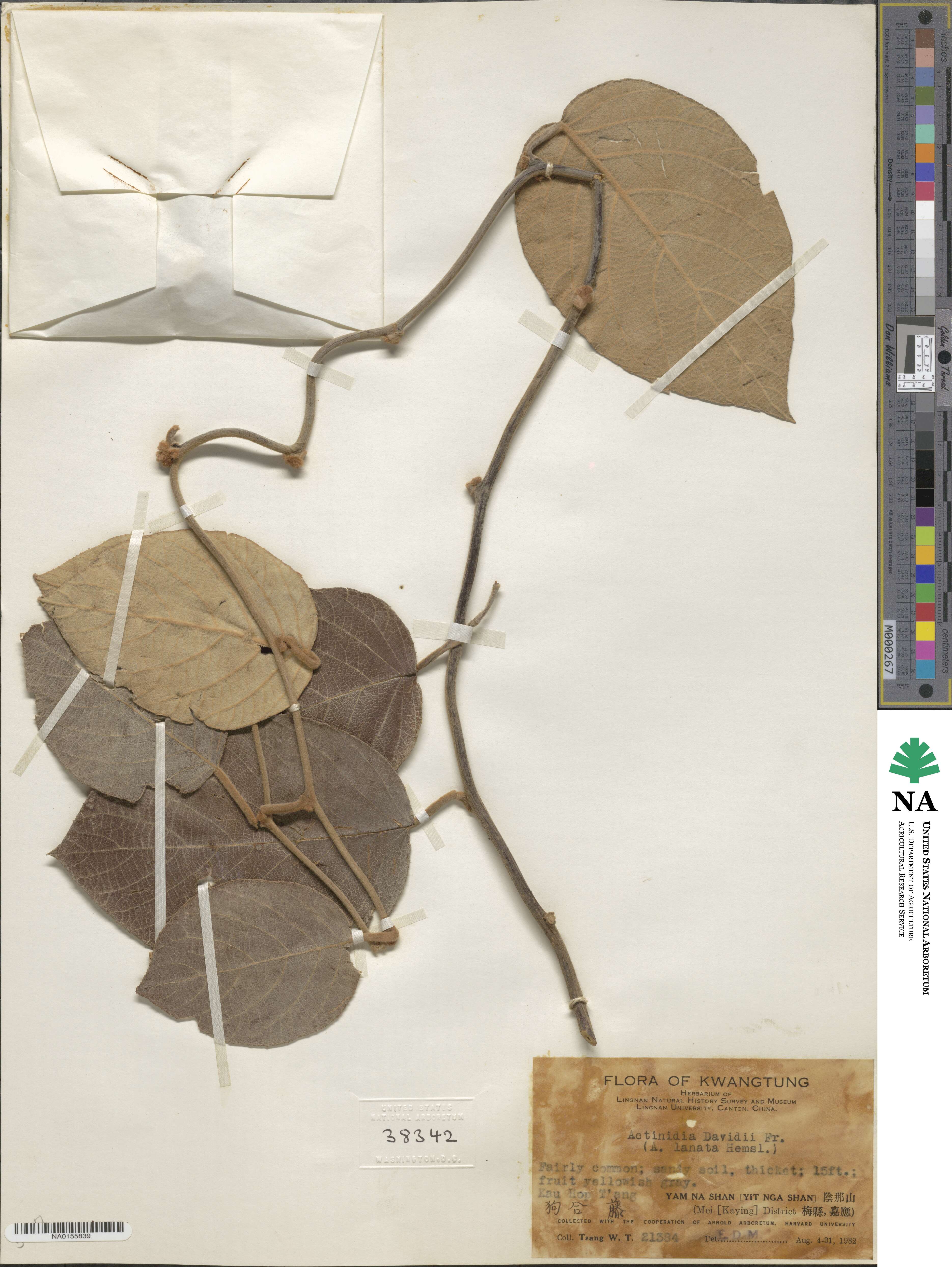 Actinidia eriantha image