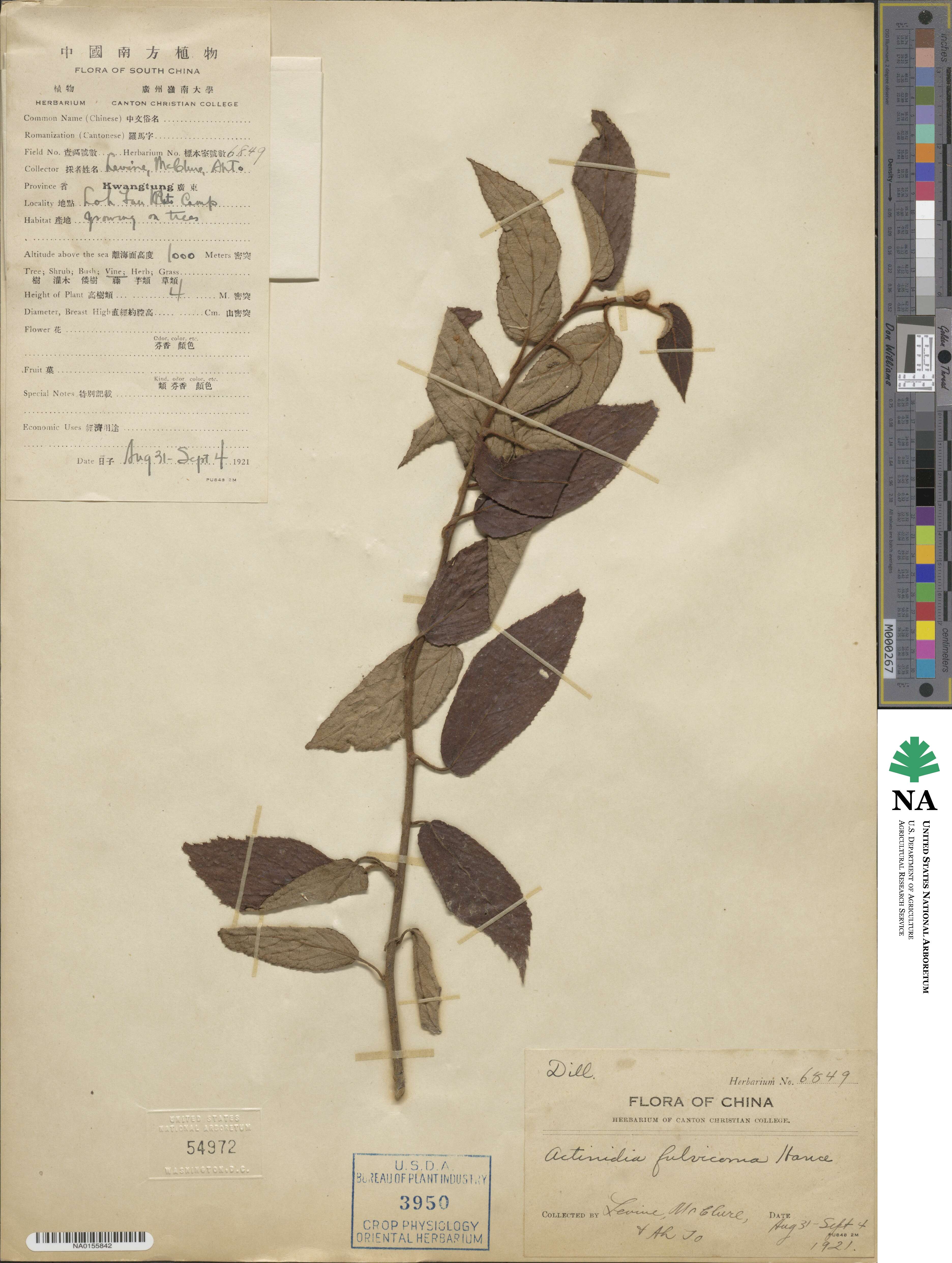 Actinidia fulvicoma image