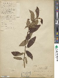 Actinidia fulvicoma image