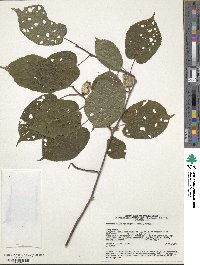 Actinidia kolomikta image