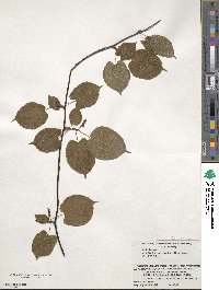 Actinidia kolomikta image