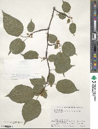 Actinidia kolomikta image