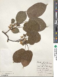 Actinidia kolomikta image