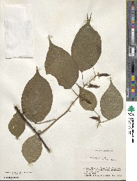 Actinidia kolomikta image