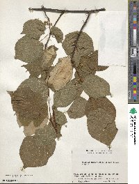 Actinidia kolomikta image