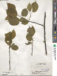 Actinidia kolomikta image