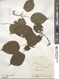 Actinidia kolomikta image