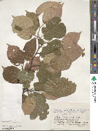 Actinidia kolomikta image