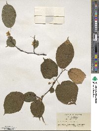 Actinidia kolomikta image