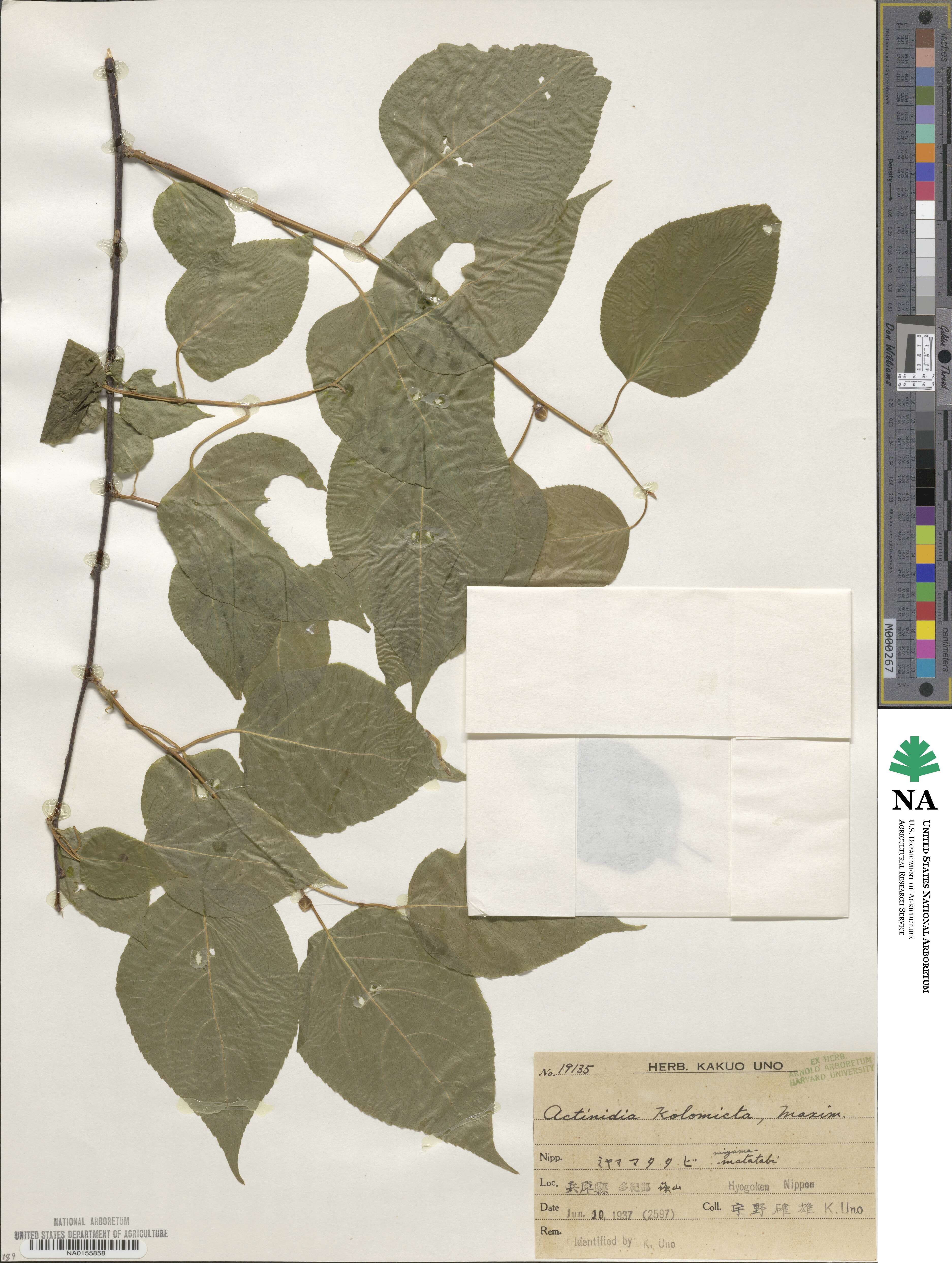 Actinidia kolomikta image