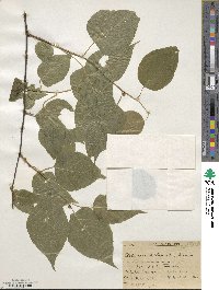 Actinidia kolomikta image