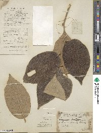 Actinidia fulvicoma var. hirsuta image