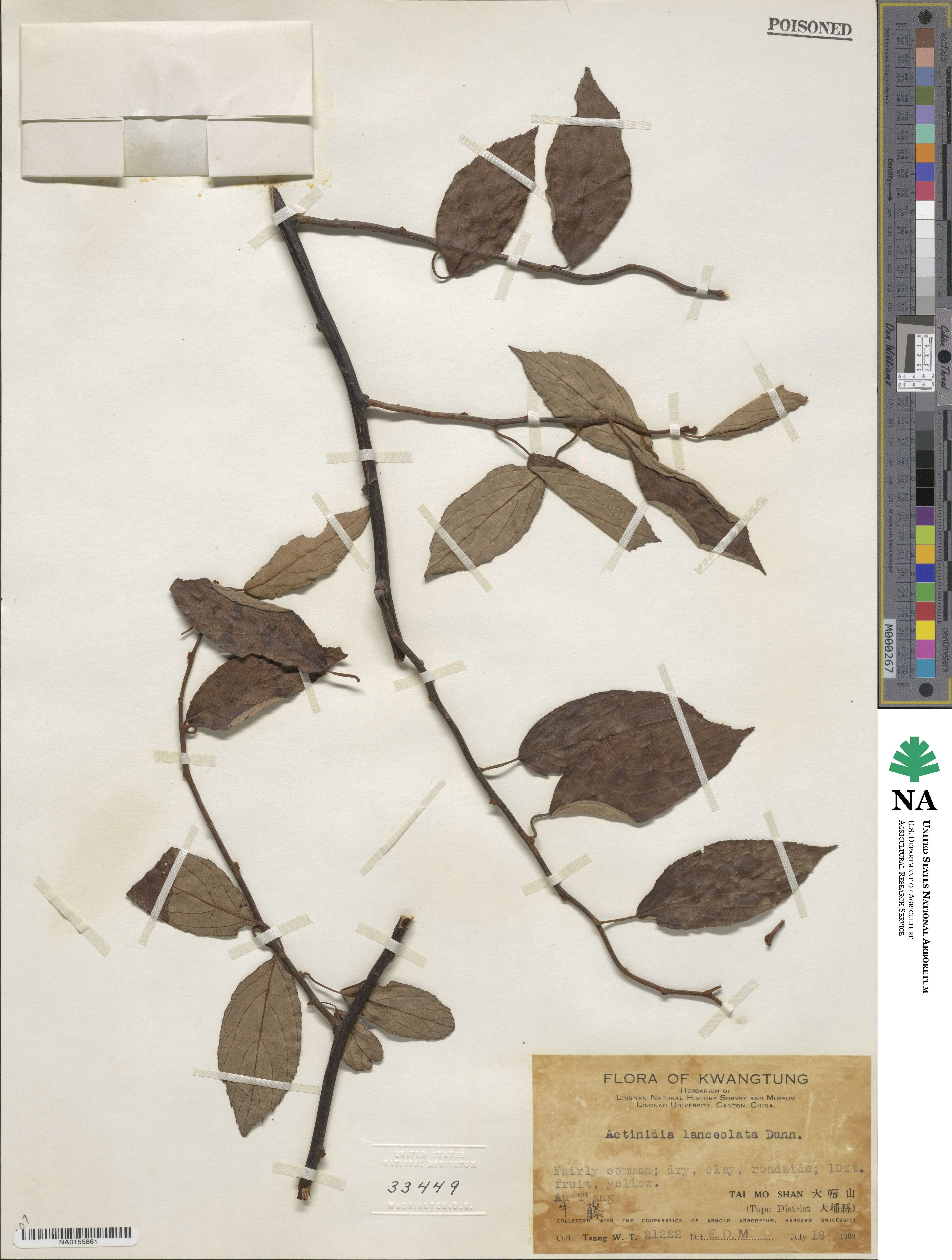 Actinidia lanceolata image