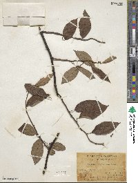 Actinidia lanceolata image